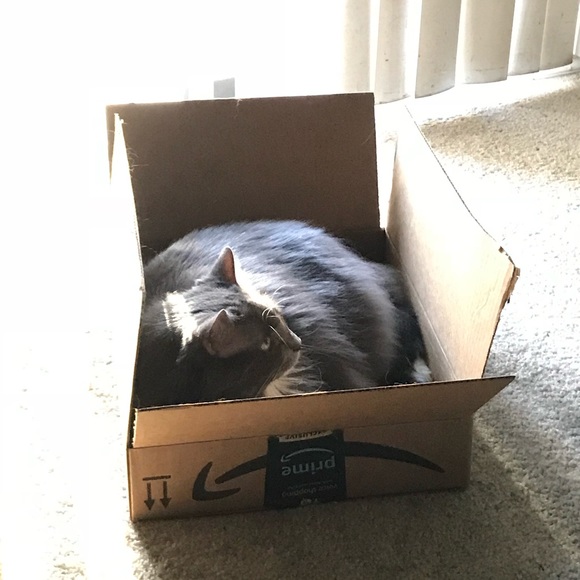 Meet your Posher, Cassie - Picture 3 of 8